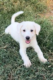 Venere cucciola mix Labrador in ADOZIONE