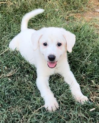 Venere cucciola mix Labrador in ADOZIONE