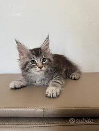 Maine coon disponibili