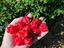 Immagine 5