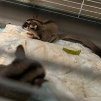 Petauro dello zucchero