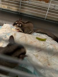 Petauro dello zucchero