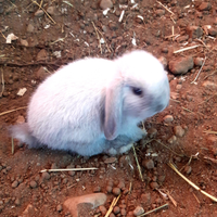 Conigli coniglietti nani Testa di Leone o Ariete
