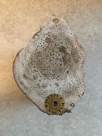 Tronco di palma fossile del Brasile peso kg. 5,90