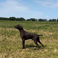 Kurzhaar per Accoppiamenti