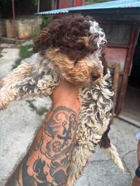 Lagotto 