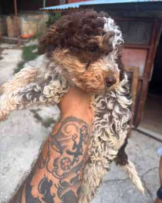 Lagotto 