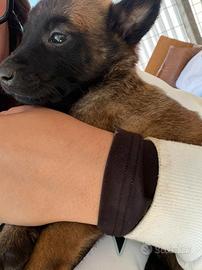 Cucciola pastore belga malinois