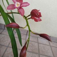 Orchidea Cymbidium vaso da 16