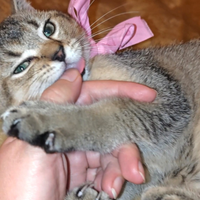 Cucciola di British Shorthair