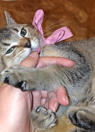 Cucciola di British Shorthair
