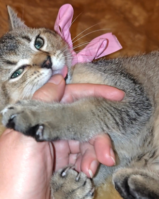 Cucciola di British Shorthair