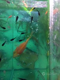 Black molly avannotti di 2 settimane