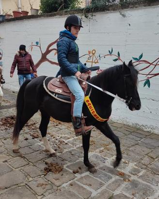 Pony per scuola