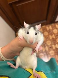 Ratti domestici