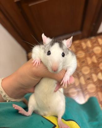 Ratti domestici