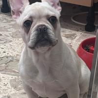 Bulldog francese