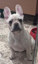 Bulldog francese