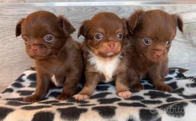 Cuccioli di chihuahua con pedigree