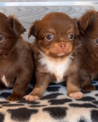 Cuccioli di chihuahua con pedigree
