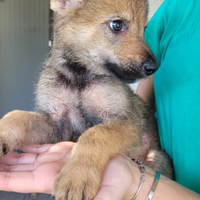 Cane lupo cecoslovacco