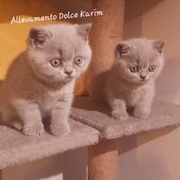 Cucciole di British Shorthair Blu