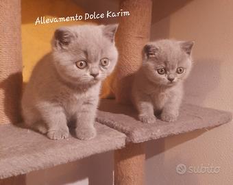 Cucciole di British Shorthair Blu