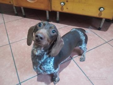 Ace e Joy piebald
