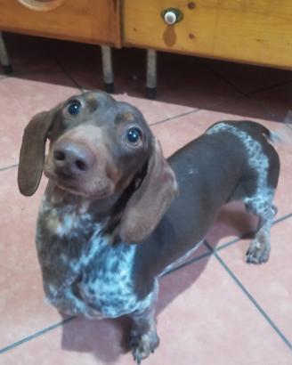 Ace e Joy piebald