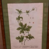 Stampa botanica di Elizabeth Blackwell del 1757