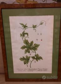 Stampa botanica di Elizabeth Blackwell del 1757
