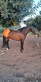 Cavalla andalusa