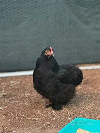 Cocincina nana , Galline ornamentali