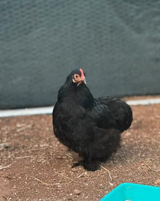 Cocincina nana , Galline ornamentali