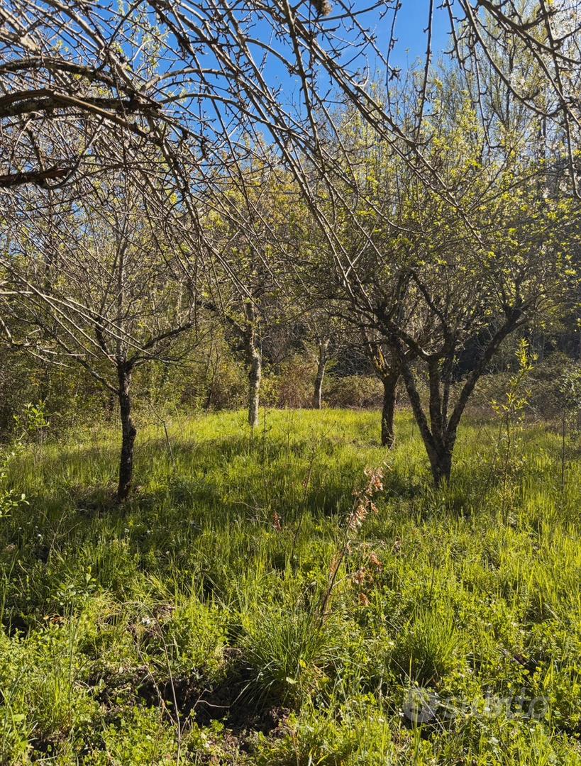 Proprietà con casolare e ampio terreno - Vista 5