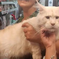 MAINE COON cuccioli Affissolinea russa prenotabili