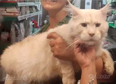 MAINE COON cuccioli Affissolinea russa prenotabili