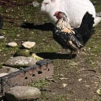 Gallo/galletto ornamentale nano giovane 3/4 mesi