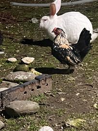 Gallo/galletto ornamentale nano giovane 3/4 mesi
