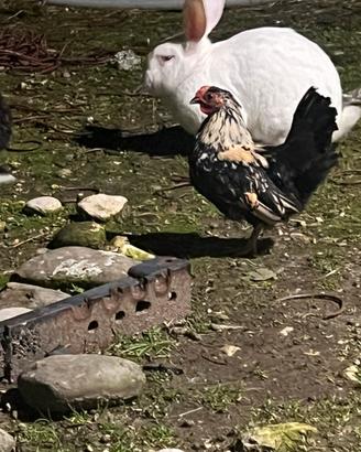 Gallo/galletto ornamentale nano giovane 3/4 mesi