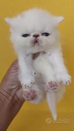 Exotica shorthair maschio