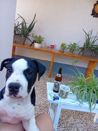 Amstaff 7 mesi