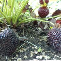 Piante di fragola uniche e colorate