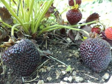 Piante di fragola uniche e colorate