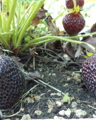 Piante di fragola uniche e colorate