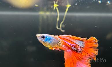 Guppy tiger red