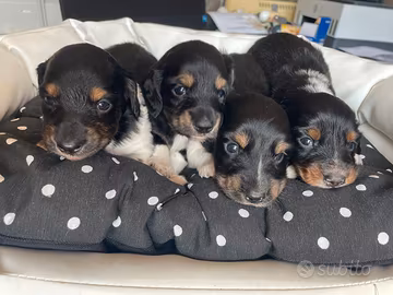 Bassotto a pelo lungo