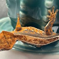 Baby Ciliatus Tricolor