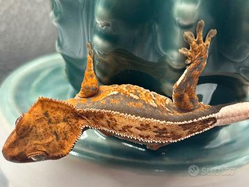 Baby Ciliatus Tricolor