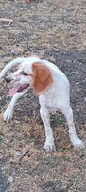 Setter inglese